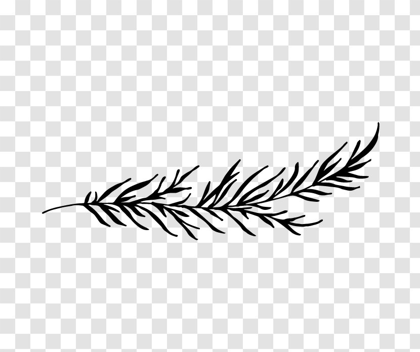 Leaf Font Plant Stem Grasses Feather - Blackandwhite - Pine Family Transparent PNG