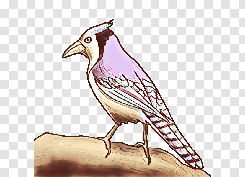 Bird Beak Jay Perching Bird Songbird Transparent PNG