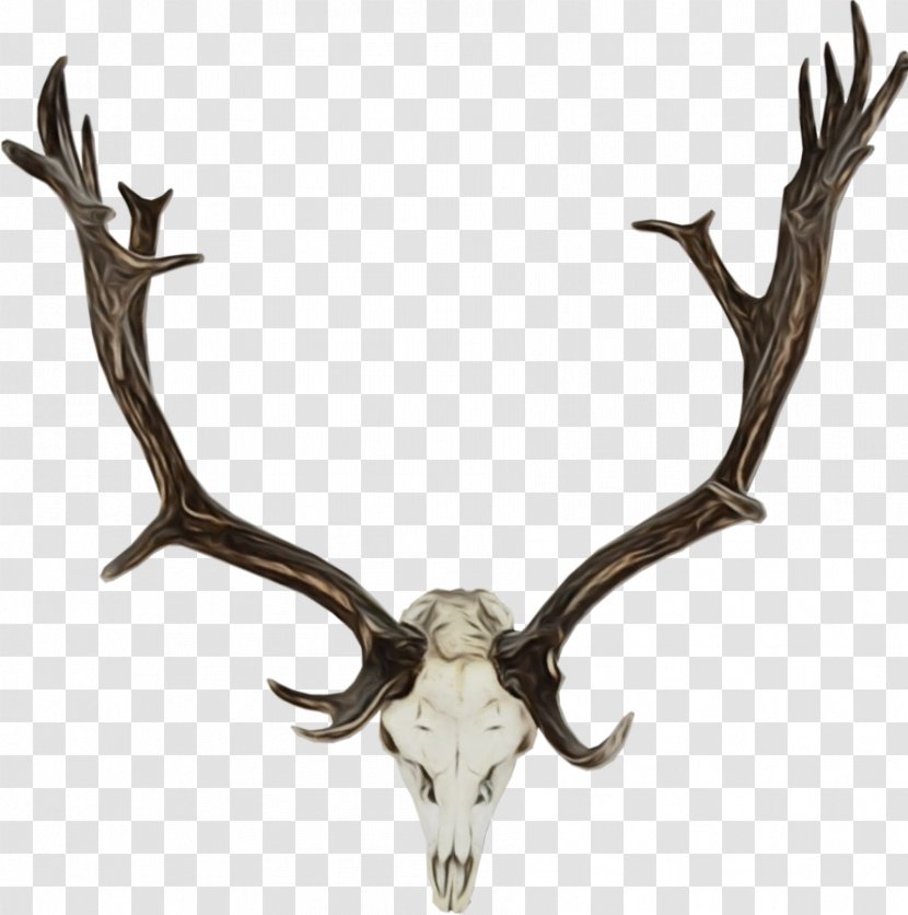 Reindeer - Elk - Bone Natural Material Transparent PNG