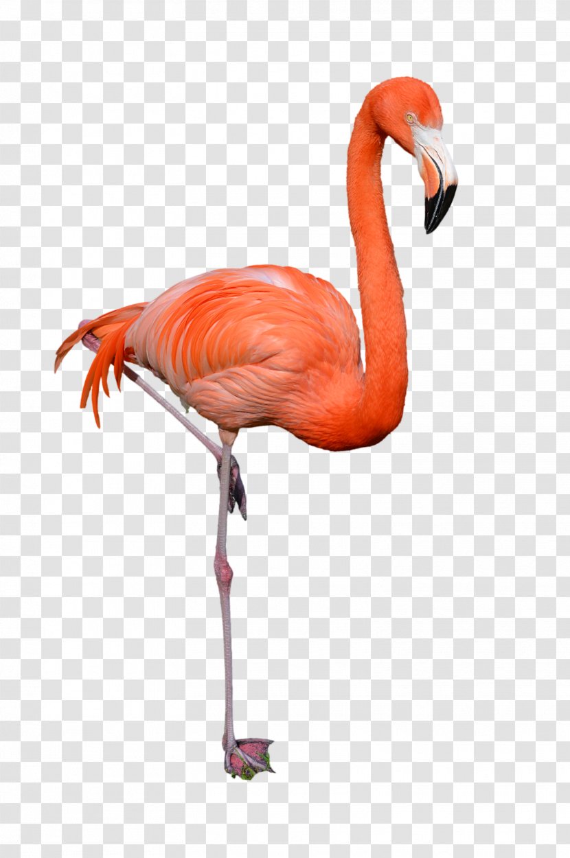 Clip Art - Beak - Flamingo Transparent PNG