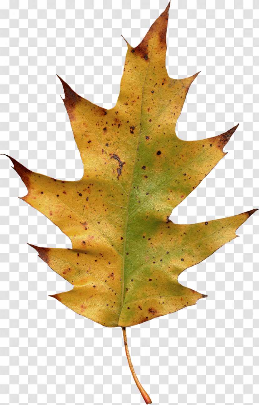Maple Leaf Yellow - Autumn Leaves Transparent PNG