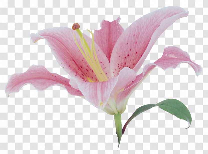 Lilium Download Clip Art - Plant - Lily Flower Transparent PNG