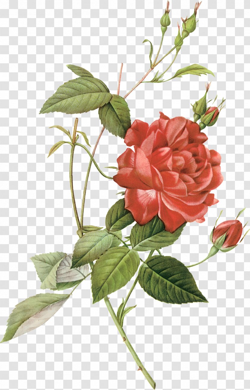 A Single Rose Florist Clip Art - Botanical Illustration - Rosa Indica Transparent PNG