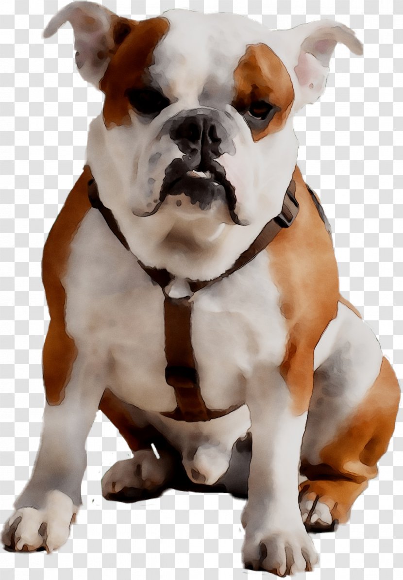 Old English Bulldog Olde Bulldogge American Valley Toy - Dog Breed Transparent PNG