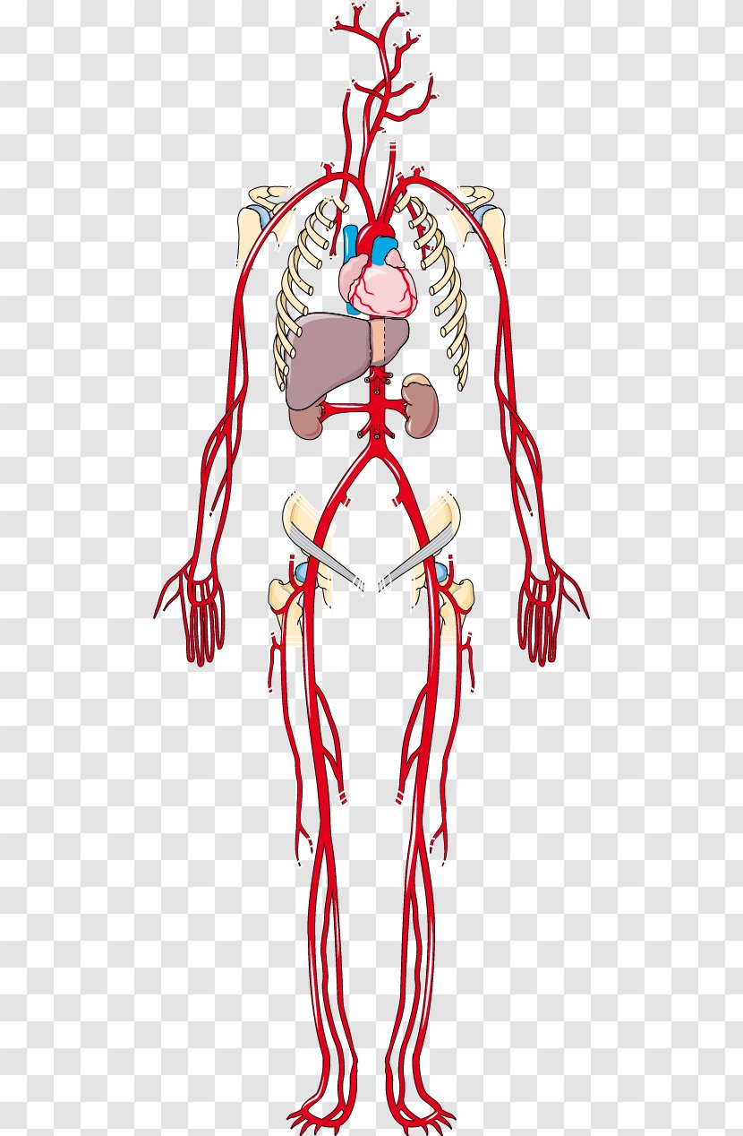 Artery Vein Human Body Anatomy Clip Art - Watercolor - Frame Transparent PNG