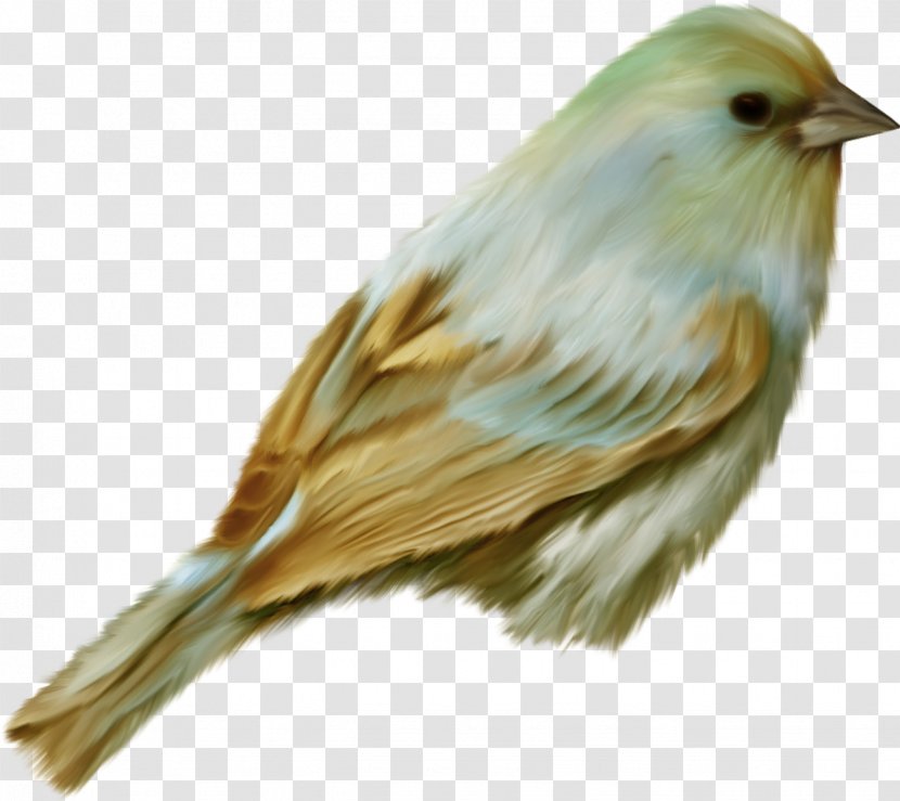 Bird Clip Art - House Sparrow Transparent PNG