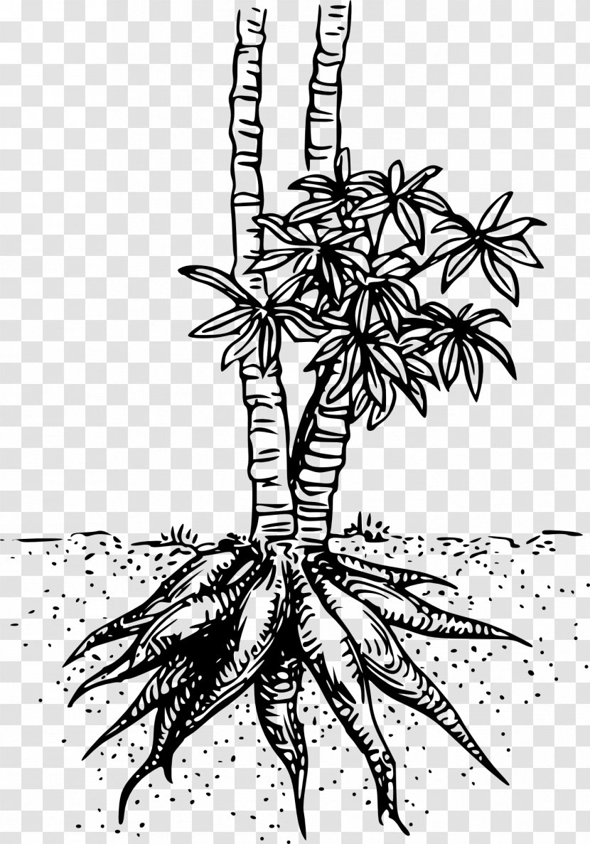 Cassava Clip Art - Line Transparent PNG