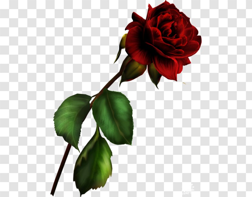 Garden Roses Blue Rose Rosa Gallica Clip Art - Order - Red Transparent PNG