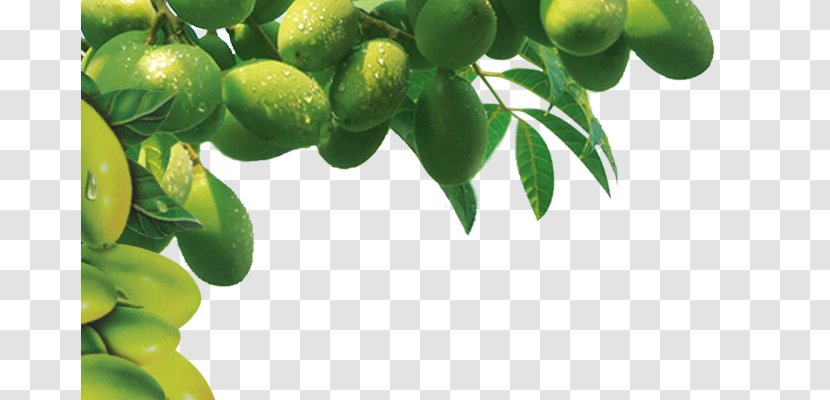 Olive Oil Tree Wallpaper - Key Lime Transparent PNG