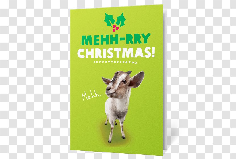 Goat Fauna - Cow Family Transparent PNG