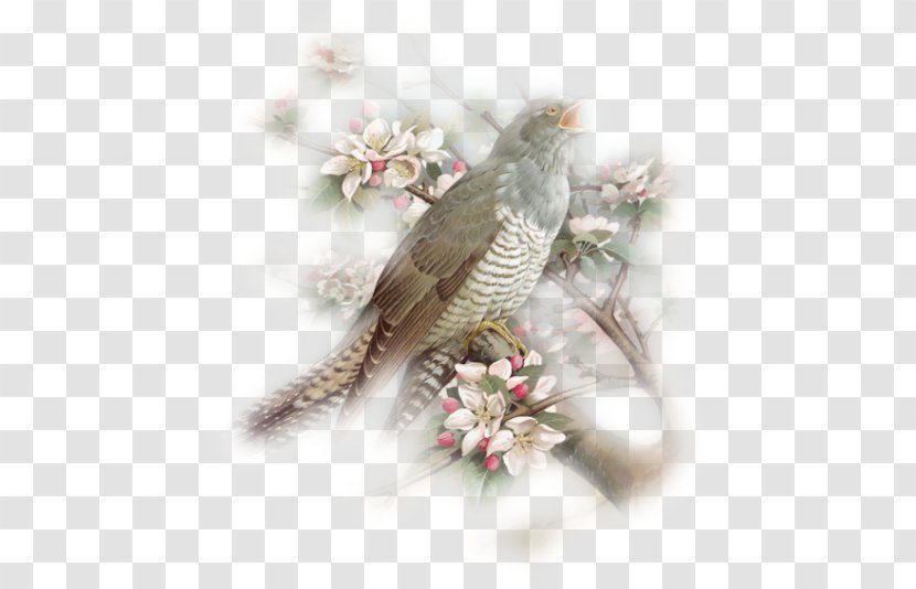 .de Spring Bird Clip Art - Fauna - Center Transparent PNG