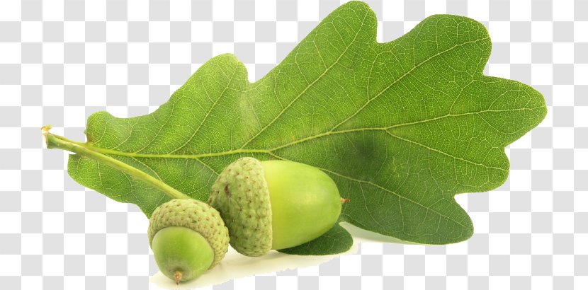 Acorn English Oak Southern Live Nut Quercus Coccinea - Cerris Transparent PNG