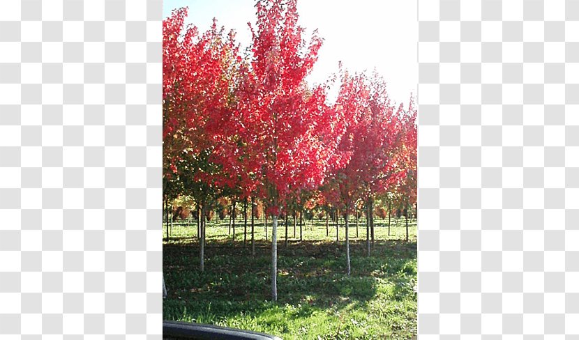 Red Maple Silver Japanese Sugar Acer Freemanii - Branch - Deciduous Specimens Transparent PNG