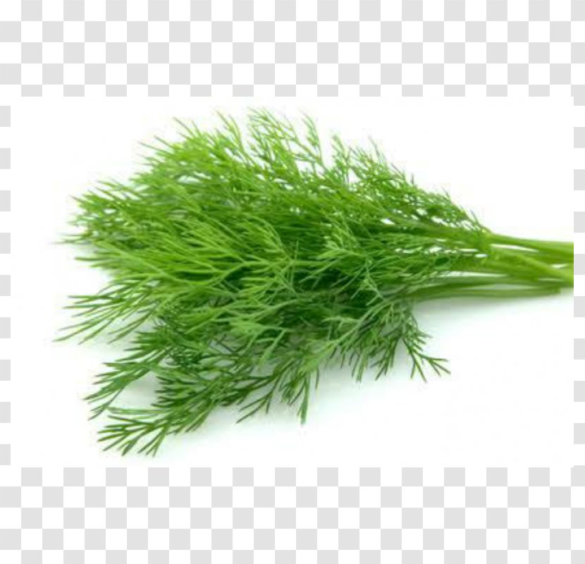 Dill Herb Fruit Spice Food - Health Transparent PNG
