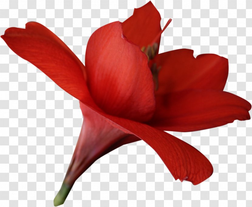 Flower Red Amaryllis Belladonna - Cut Flowers - Handpainted Transparent PNG