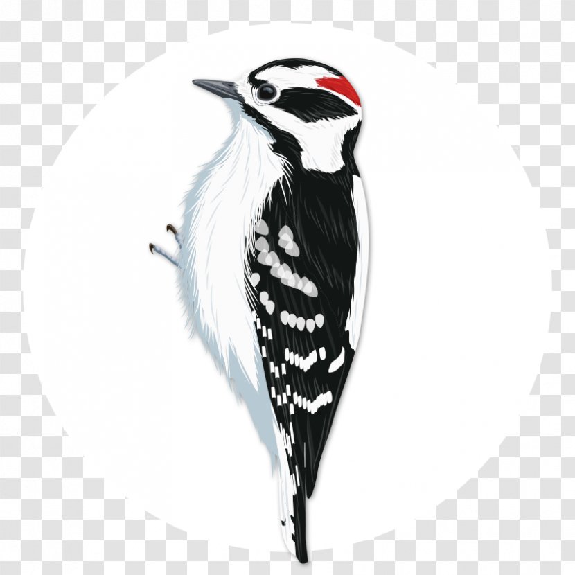 Downy Woodpecker Bird Penguin National Audubon Society - Piciformes Transparent PNG