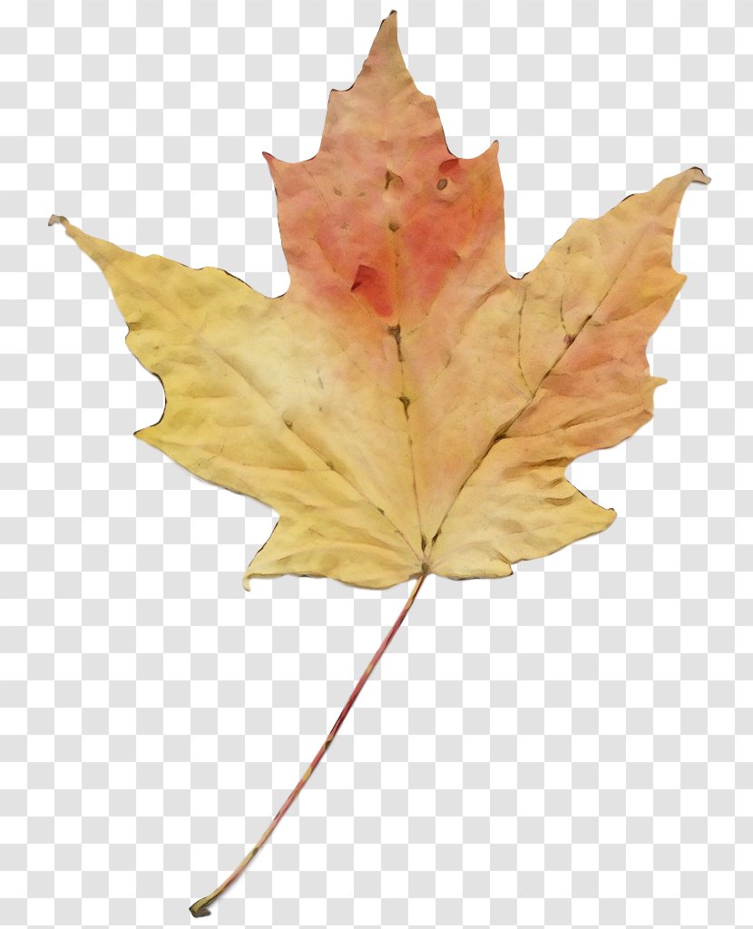 Maple Leaf - Planetree Family Transparent PNG