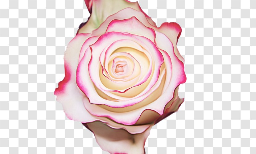 Garden Roses - Rose Family - Cut Flowers Plant Transparent PNG