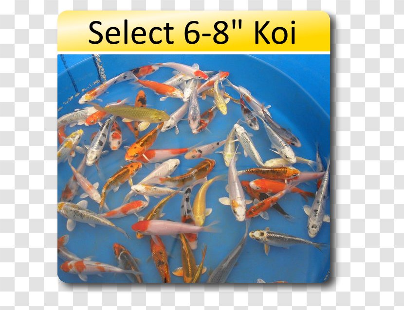 Koi Goldfish Aquarium Pond - Ornamental Fish Transparent PNG