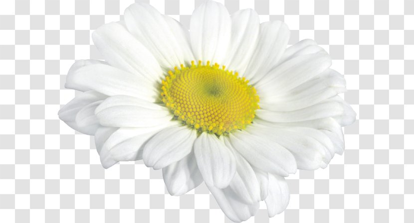 Oxeye Daisy Chrysanthemum Roman Chamomile - Yellow Transparent PNG