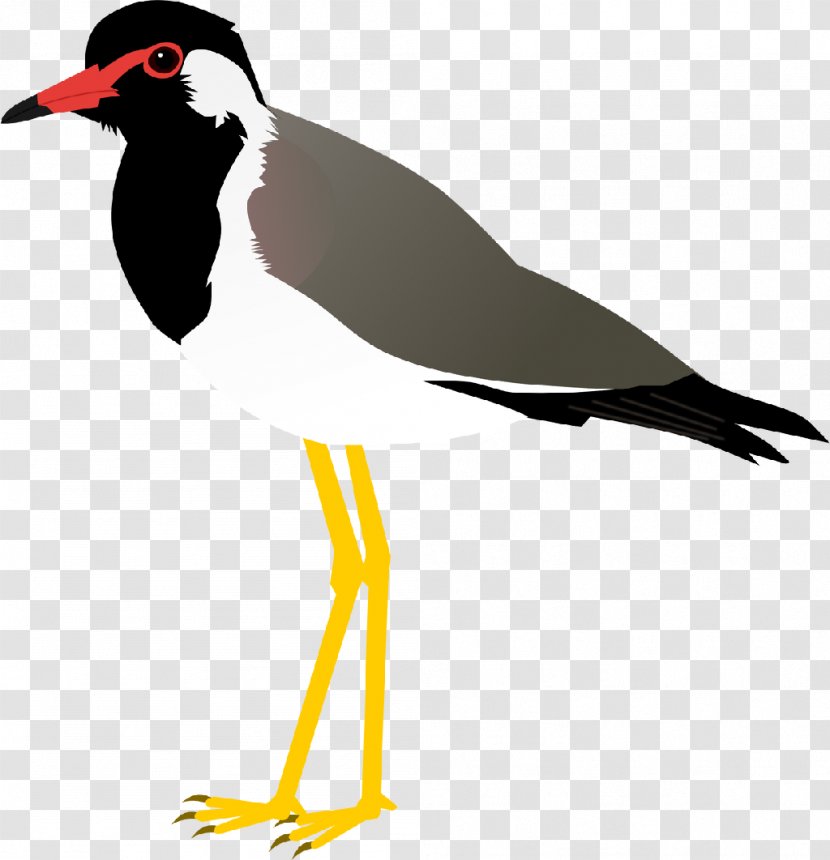 Bird Beak Red-wattled Lapwing Yellow-wattled - Yellowwattled Transparent PNG