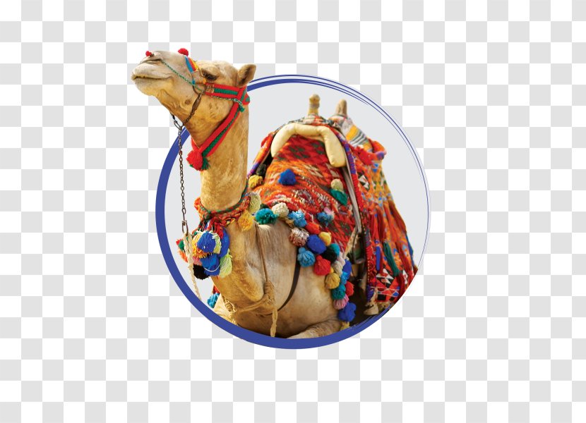 Bactrian Camel Sahara Arabian Desert Stock Photography Transparent PNG
