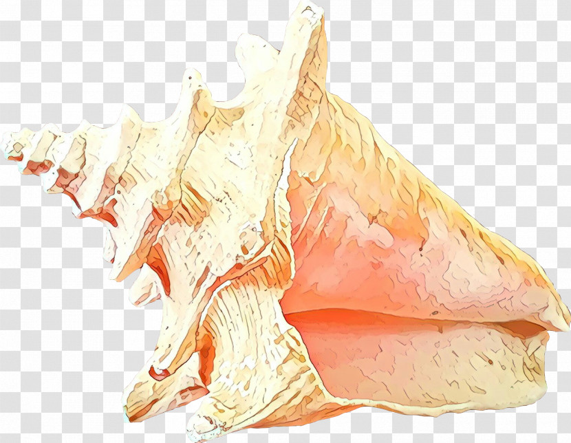 Conch Drawing Sketch Transparent PNG