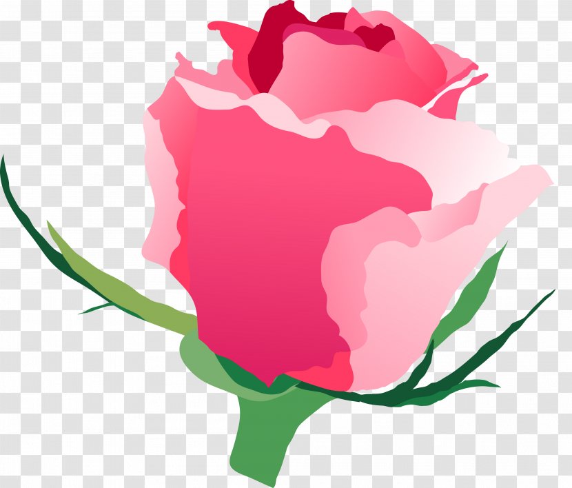 Garden Roses Centifolia Desktop Wallpaper Petal Clip Art - Computer Transparent PNG