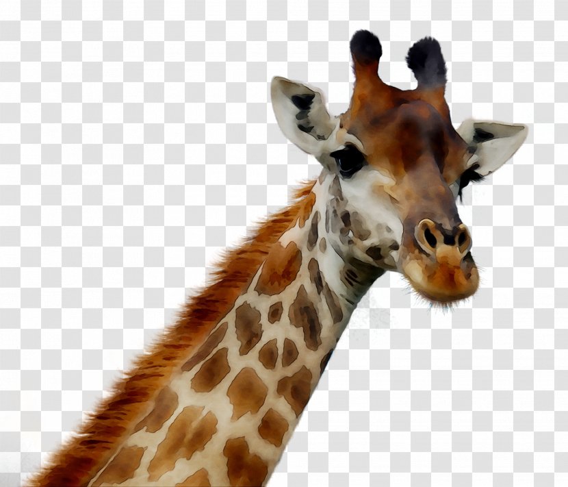 Giraffe Reflections Tall Blondes Baby Giraffes The Who Was Afraid Of Heights - Snout - Ear Transparent PNG