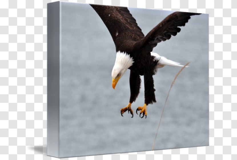 Bald Eagle Stock Photography Beak - Fauna Transparent PNG