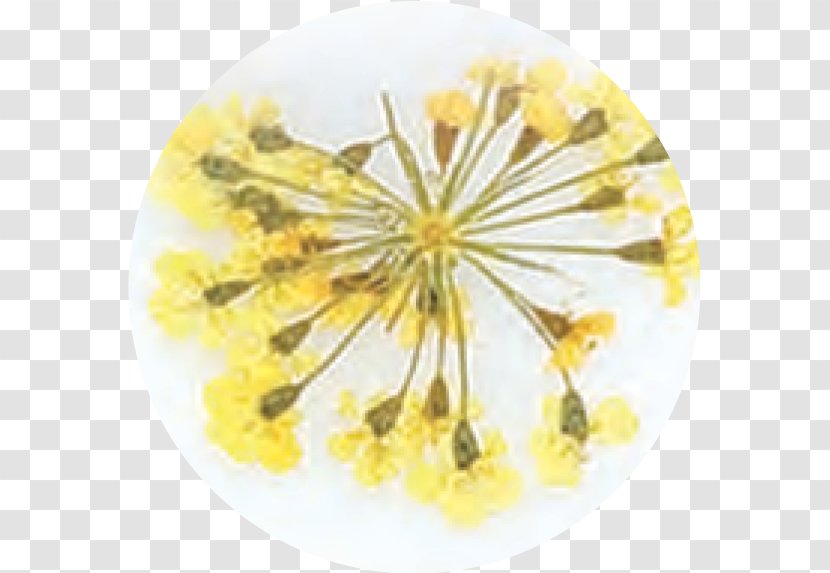 Flower Mustard Transparent PNG