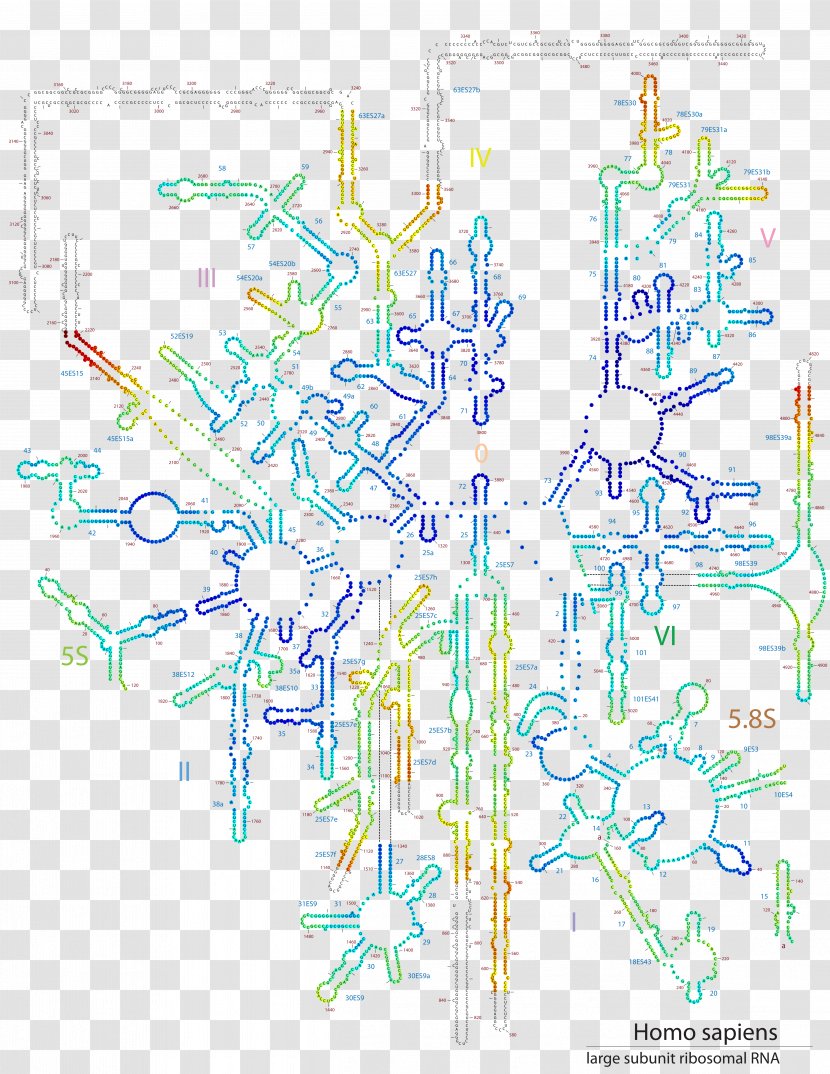 28S Ribosomal RNA Ribosome Protein Secondary Structure - Rna - Biomolecular Transparent PNG