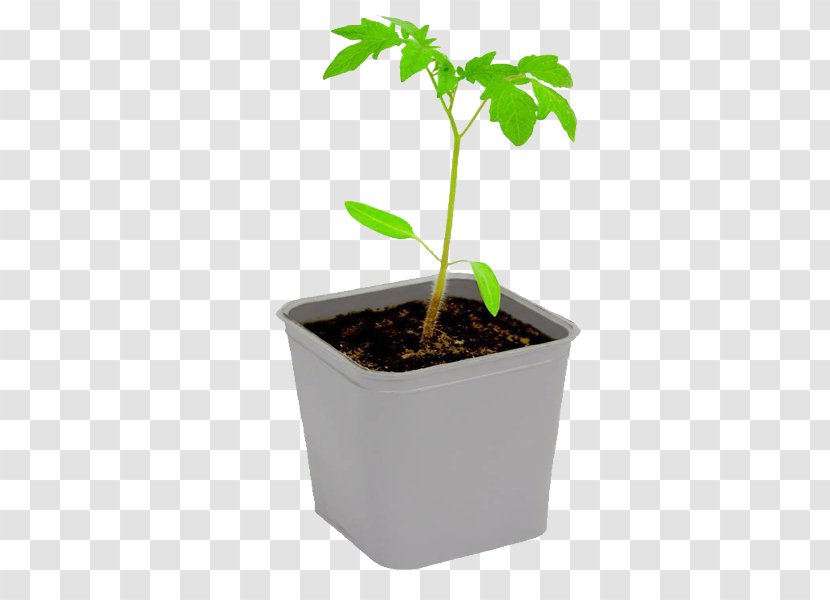 Download - Soil - Tomato Seedlings Transparent PNG