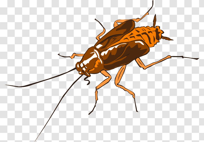 German Cockroach Insect Termite American - Cartoon Transparent PNG