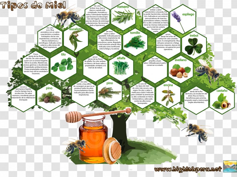 Tree Garlic Honey Plant - Flora Transparent PNG