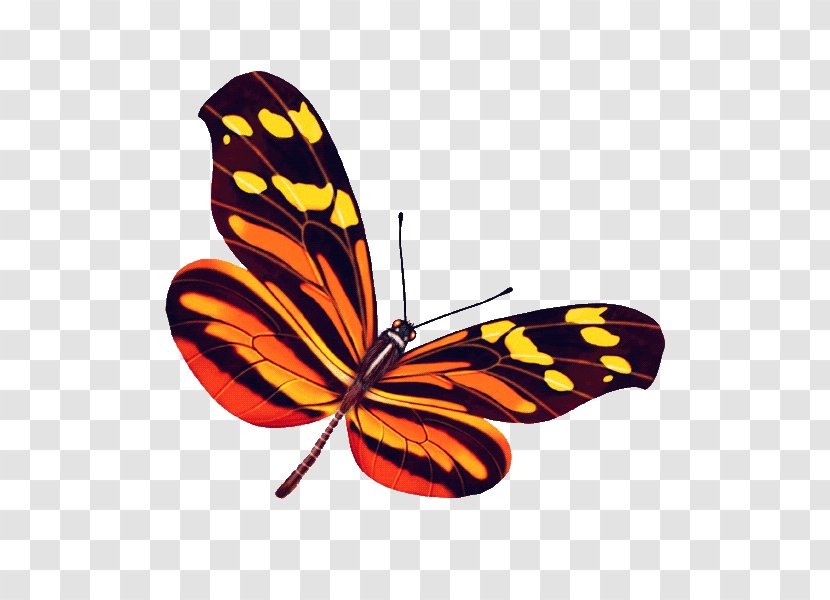 Monarch Butterfly Pieridae - Wing - Colorful Transparent PNG