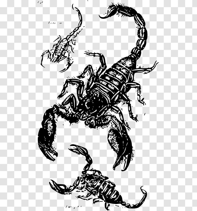 Scorpion Drawing Clip Art - Royaltyfree Transparent PNG