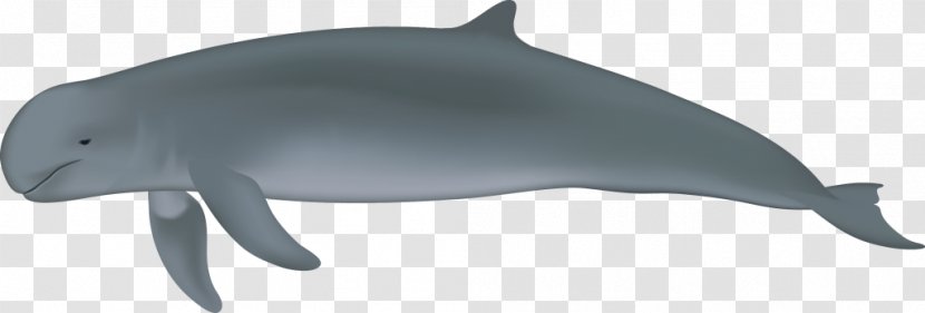 Common Bottlenose Dolphin Porpoise Tucuxi River Irrawaddy - Toothed Whale Transparent PNG