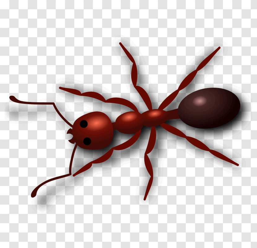 Insect Clip Art Openclipart Red Imported Fire Ant Free Content - Drawing Transparent PNG