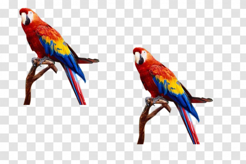 Parrot Lovebird - Beak - Flock Of Birds Transparent PNG
