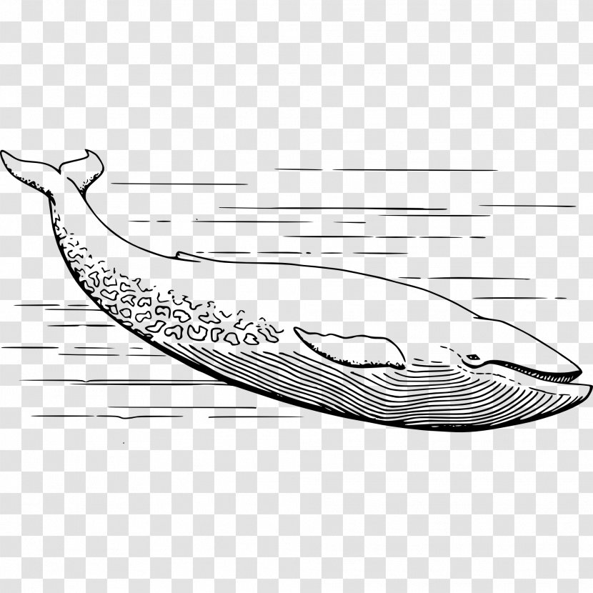 Whale Cartoon - Blue - Vehicle Transparent PNG