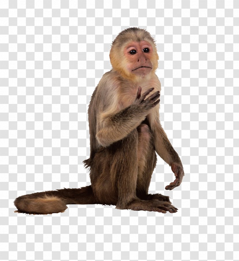 New World Monkey Primate Simia Capuchin - Fur - Pictures Transparent PNG