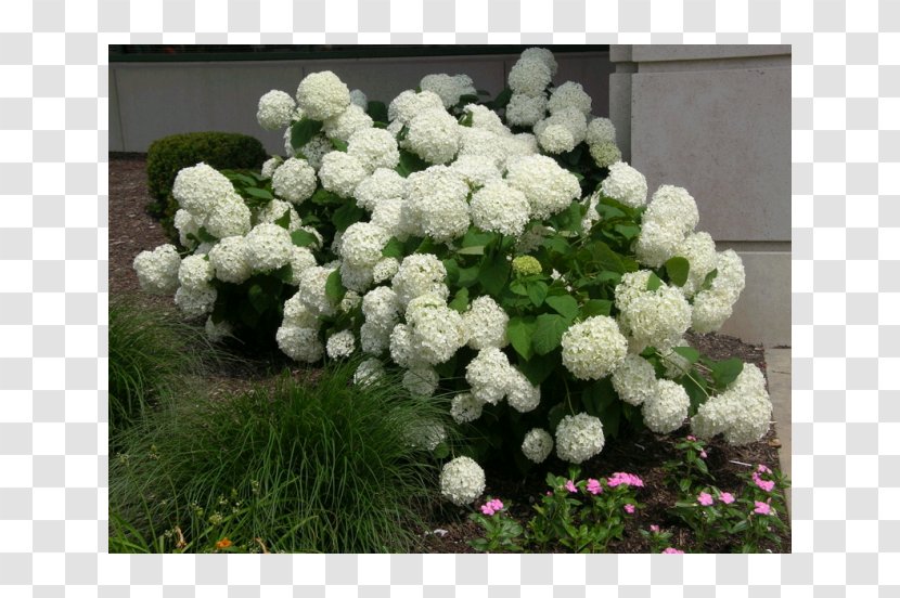 Hydrangea Arborescens French Aspera Panicled Shrub - Deciduous - Flower Transparent PNG