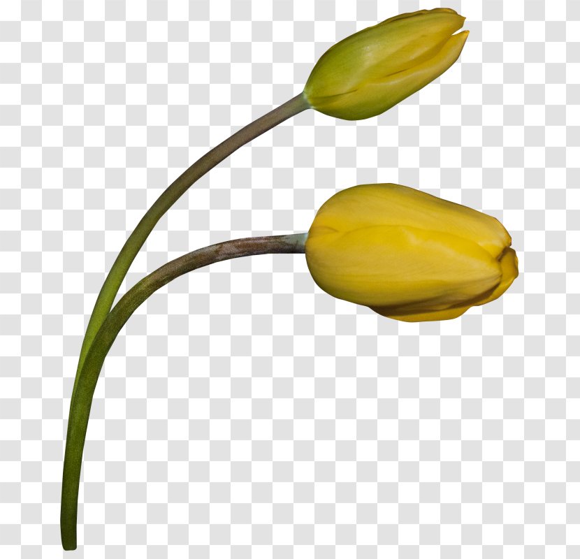 Tulip Flower Painting Petal - Bud Transparent PNG