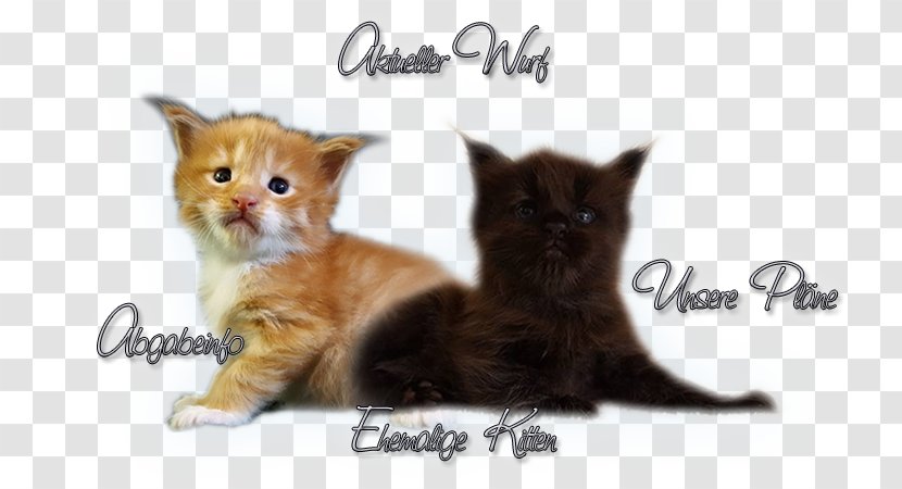 Whiskers Maine Coon Kitten Domestic Short-haired Cat Fur - Small To Medium Sized Cats - Creative Transparent PNG