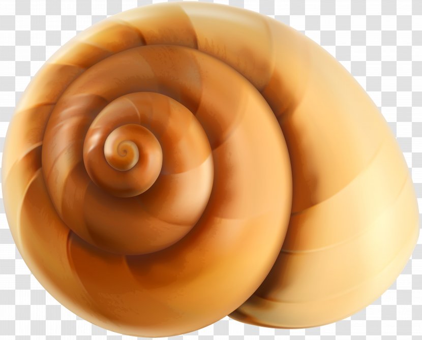 Seashell Euclidean Vector Icon - Gastropod Shell - Sea Snail Transparent Clip Art Transparent PNG
