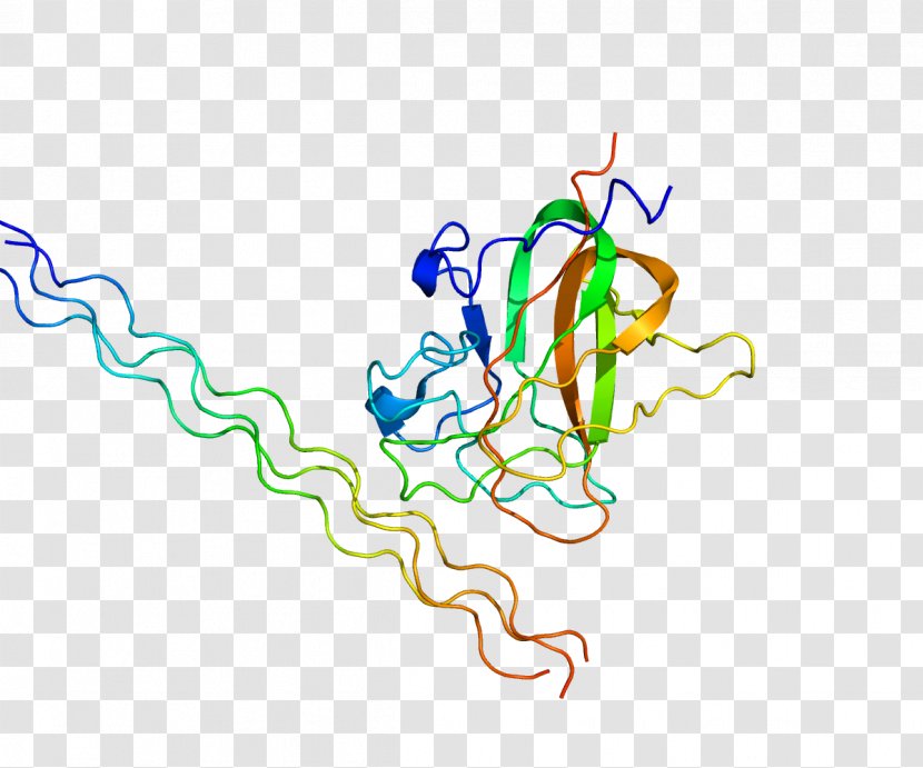 Discoidin Domain-containing Receptor 2 Tyrosine Kinase Protein - Heart - Flower Transparent PNG