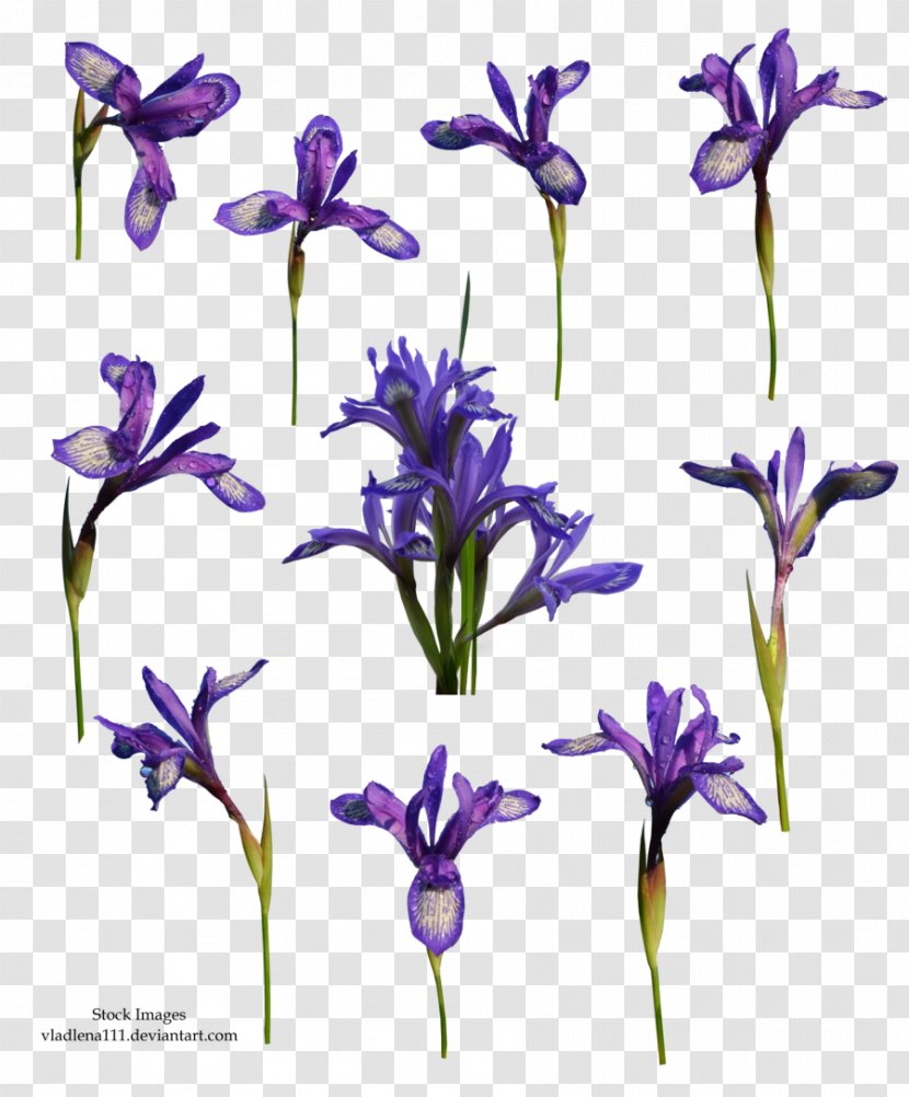 Flower Plant Violet DeviantArt - Lavender - Spring Transparent PNG