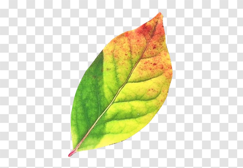 Autumn Leaf Color Desktop Wallpaper - Plant Transparent PNG