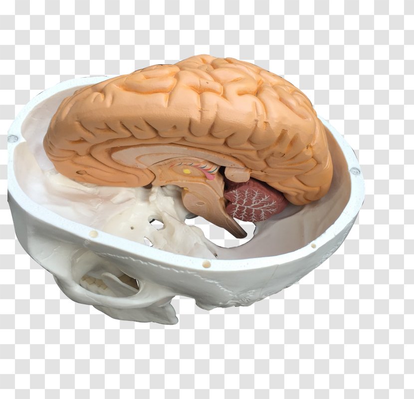 Brain Skull EAnatomi Boat - Silhouette Transparent PNG